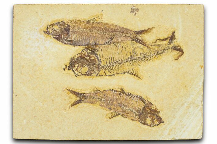 Plate of Three Fossil Fish (Knightia & Diplomystus) - Wyoming #367495
